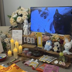 宠物家长客户见证